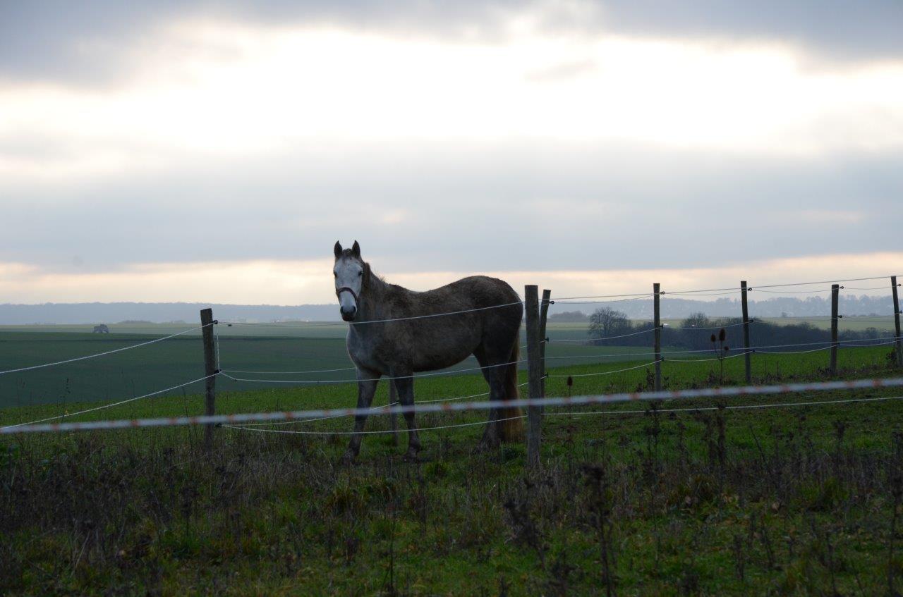 2015 12 plaine de versailles (25)