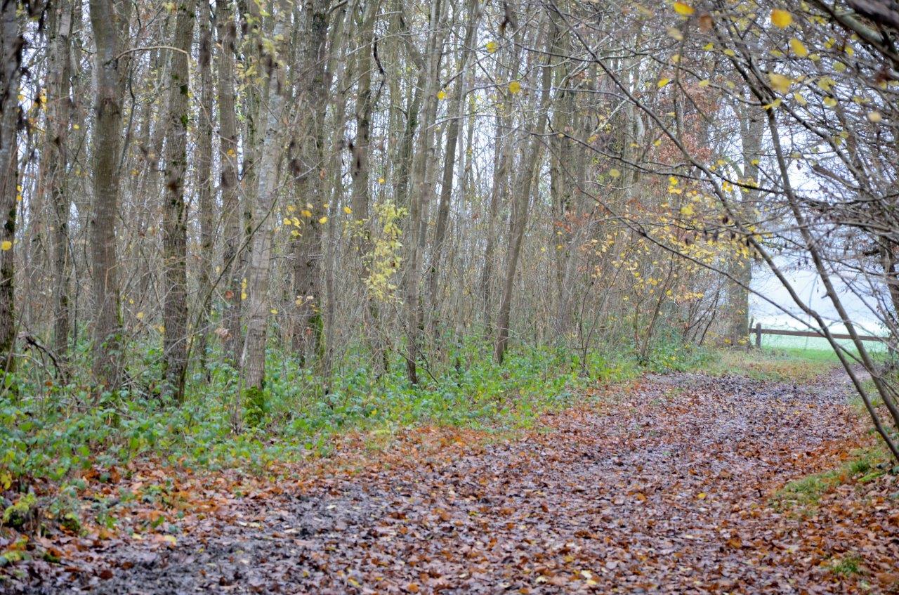 2015 12 plaine de versailles (54)