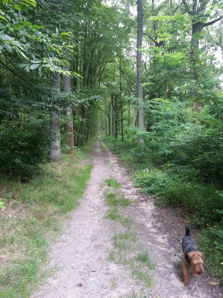 bois de Chanteraine