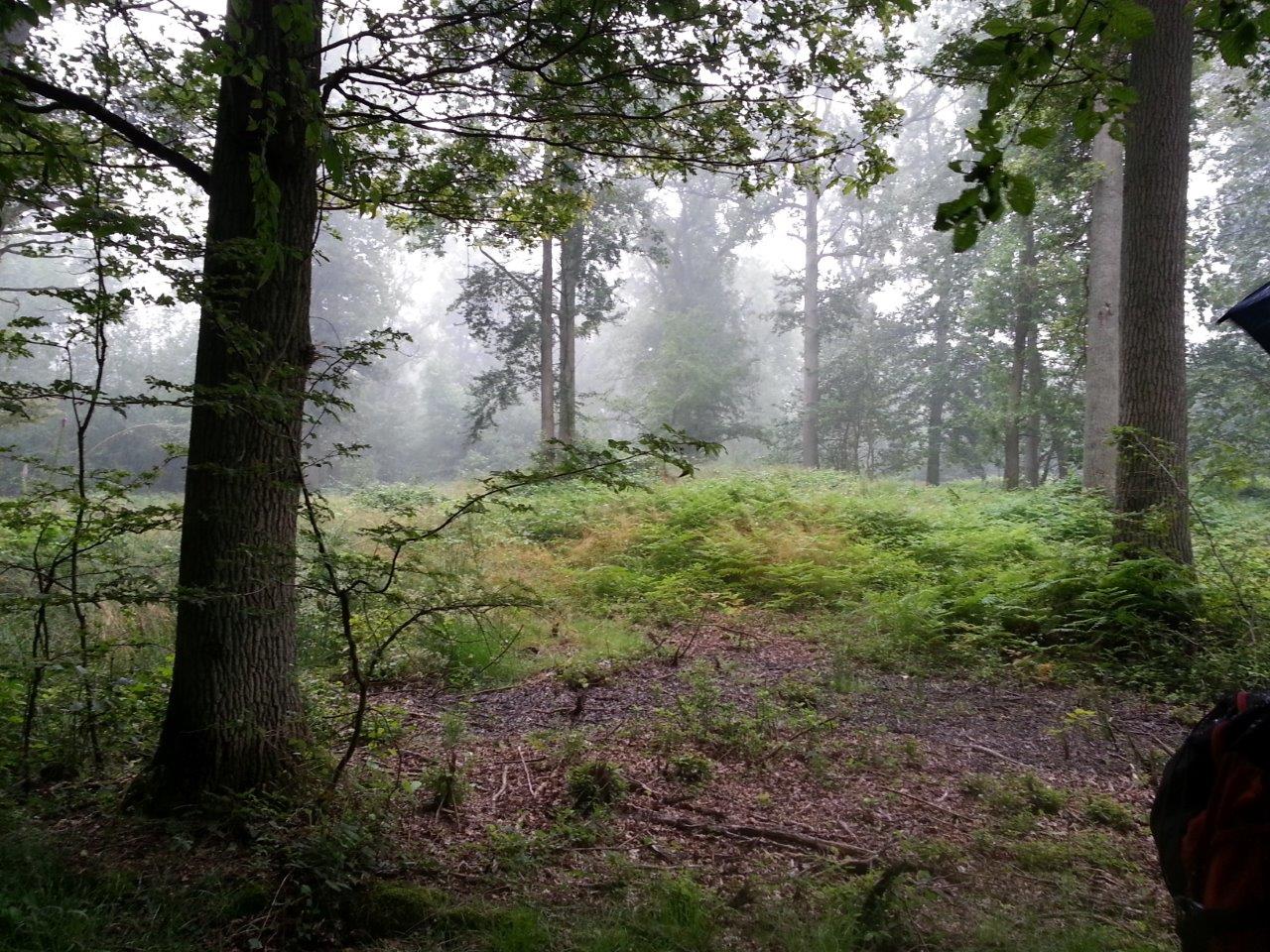 bois de la Brosse