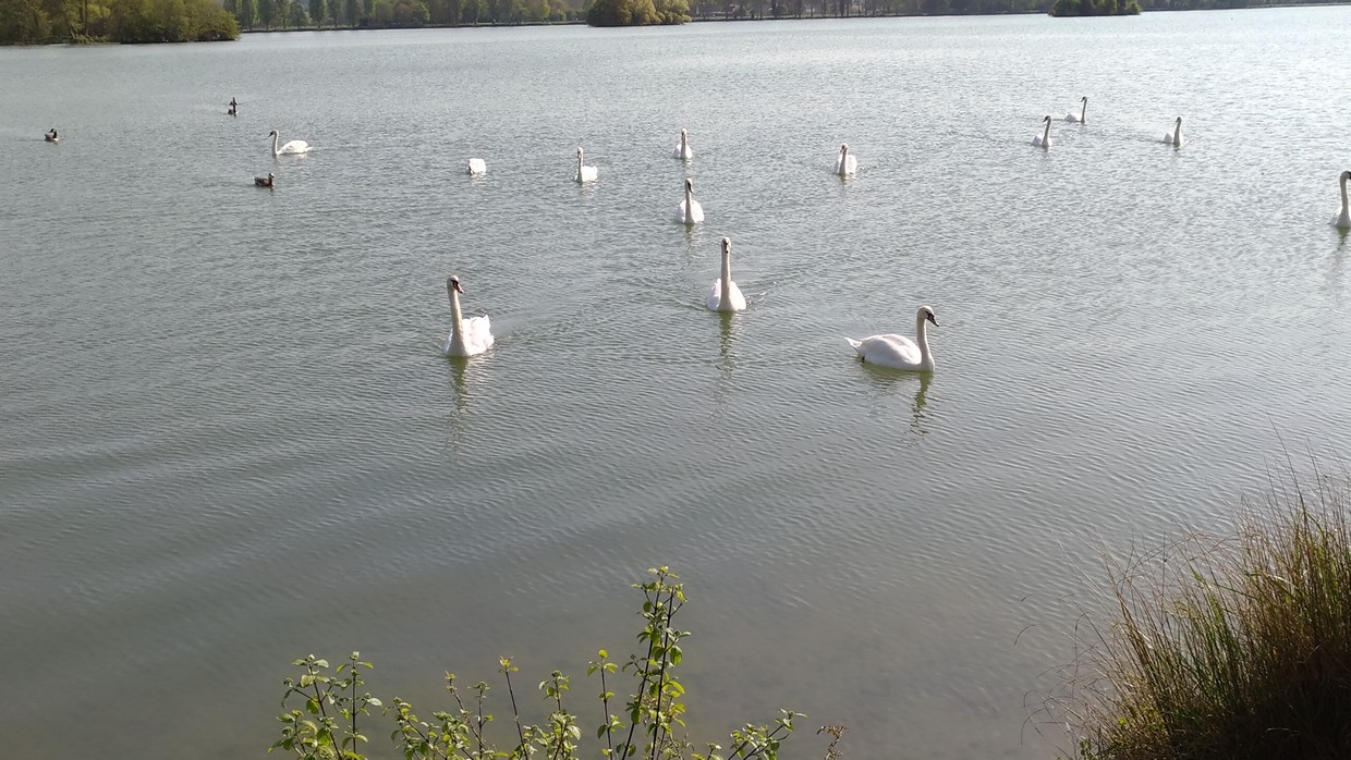 cygnes sur le lac d'Ecluzelles