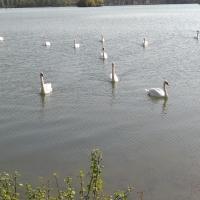 cygnes sur le lac d'Ecluzelles