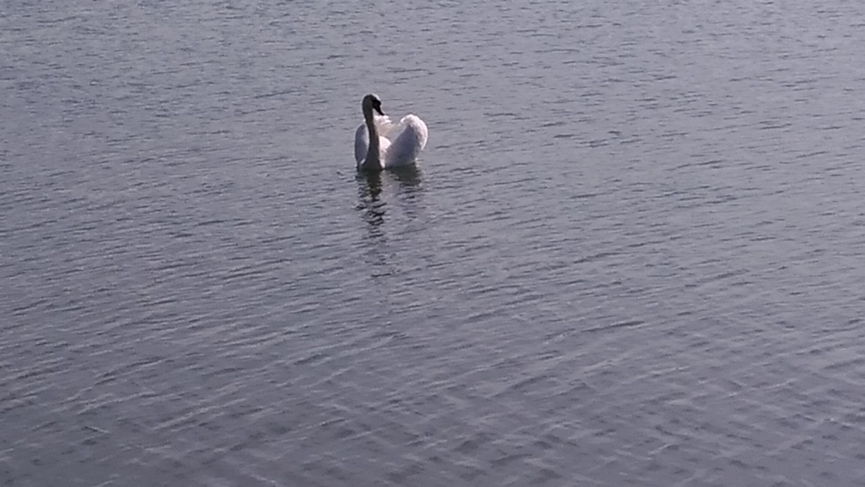 cygne sur le lac d'Ecluzelles