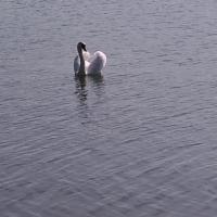 cygne sur le lac d'Ecluzelles