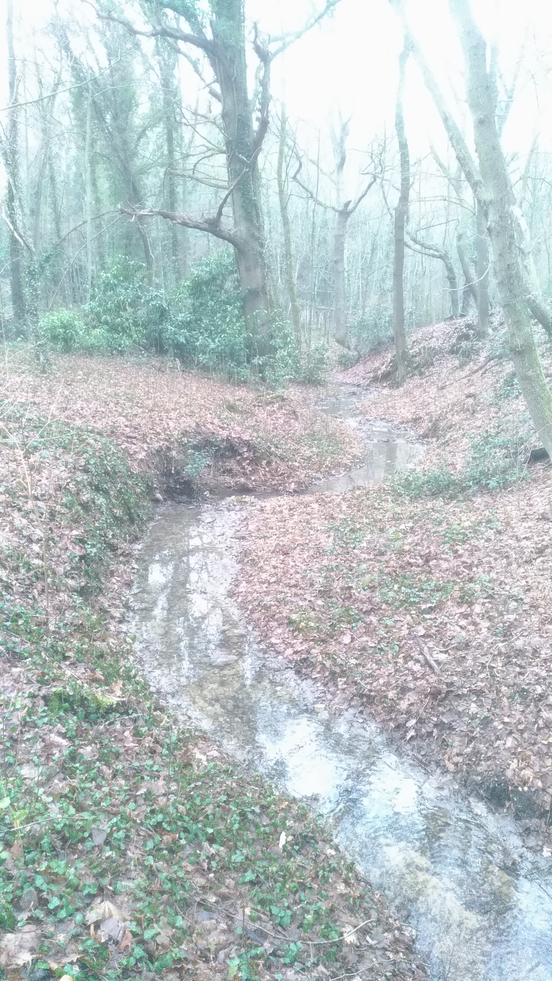 forêt de Rambouillet