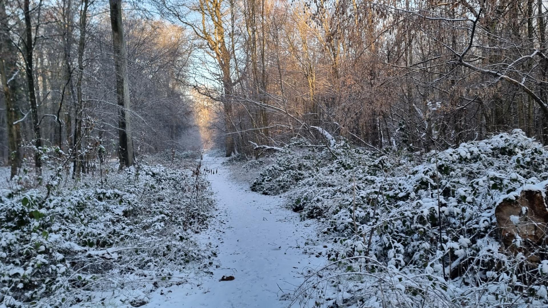 Forêt de Marly