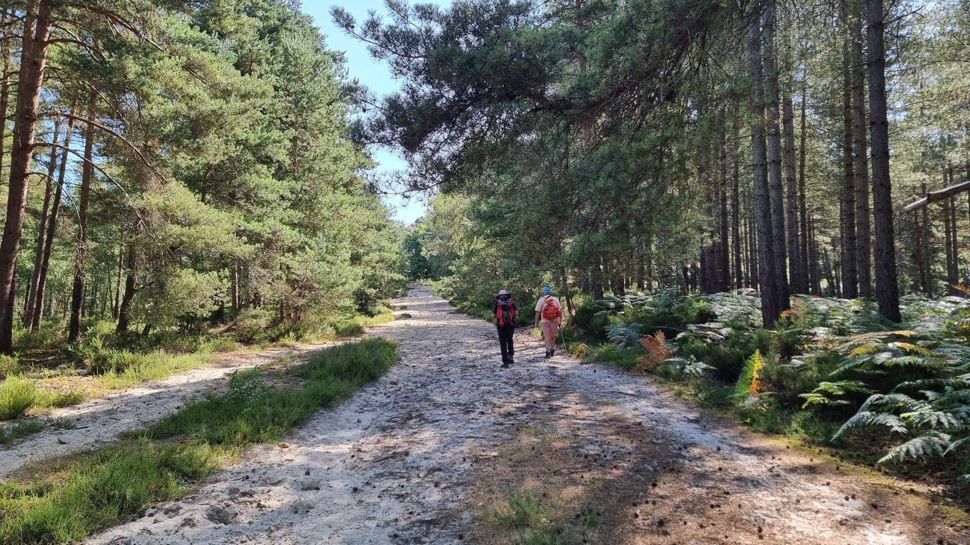 forêt de Rambouillet