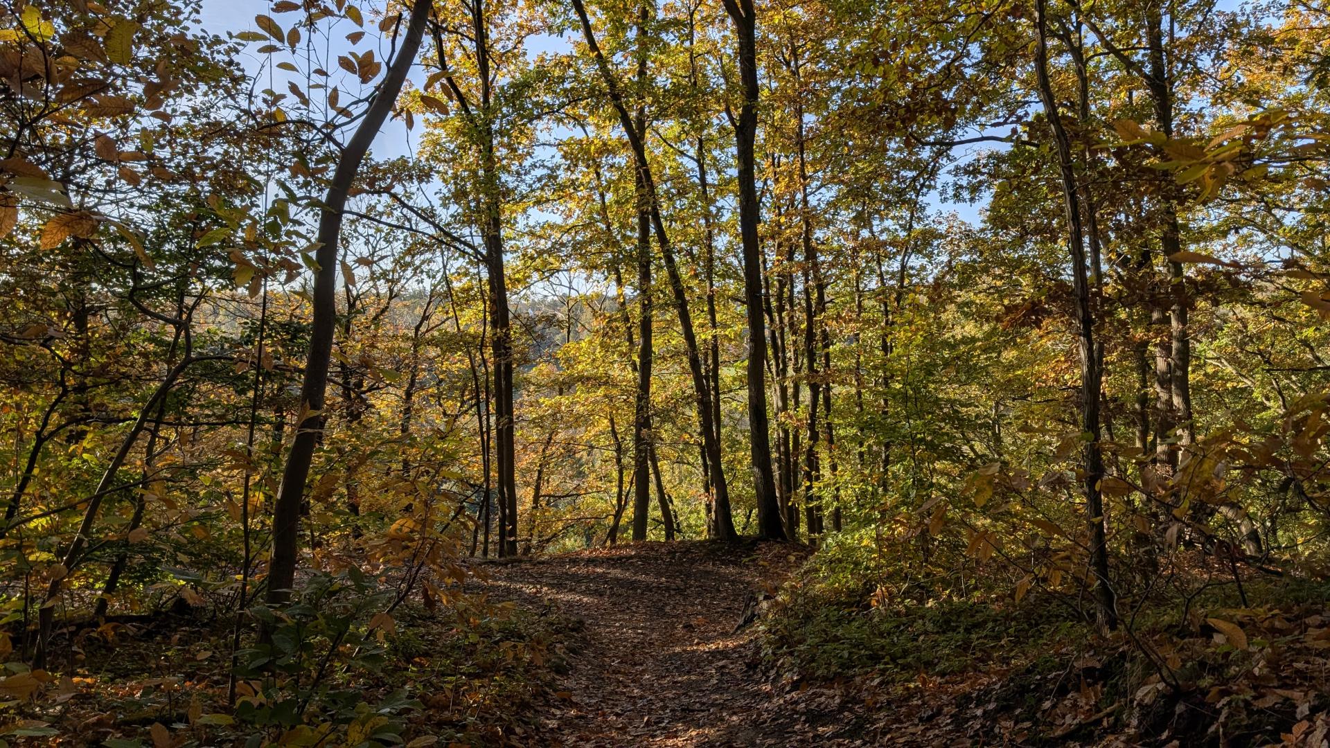 forêt de Versailles