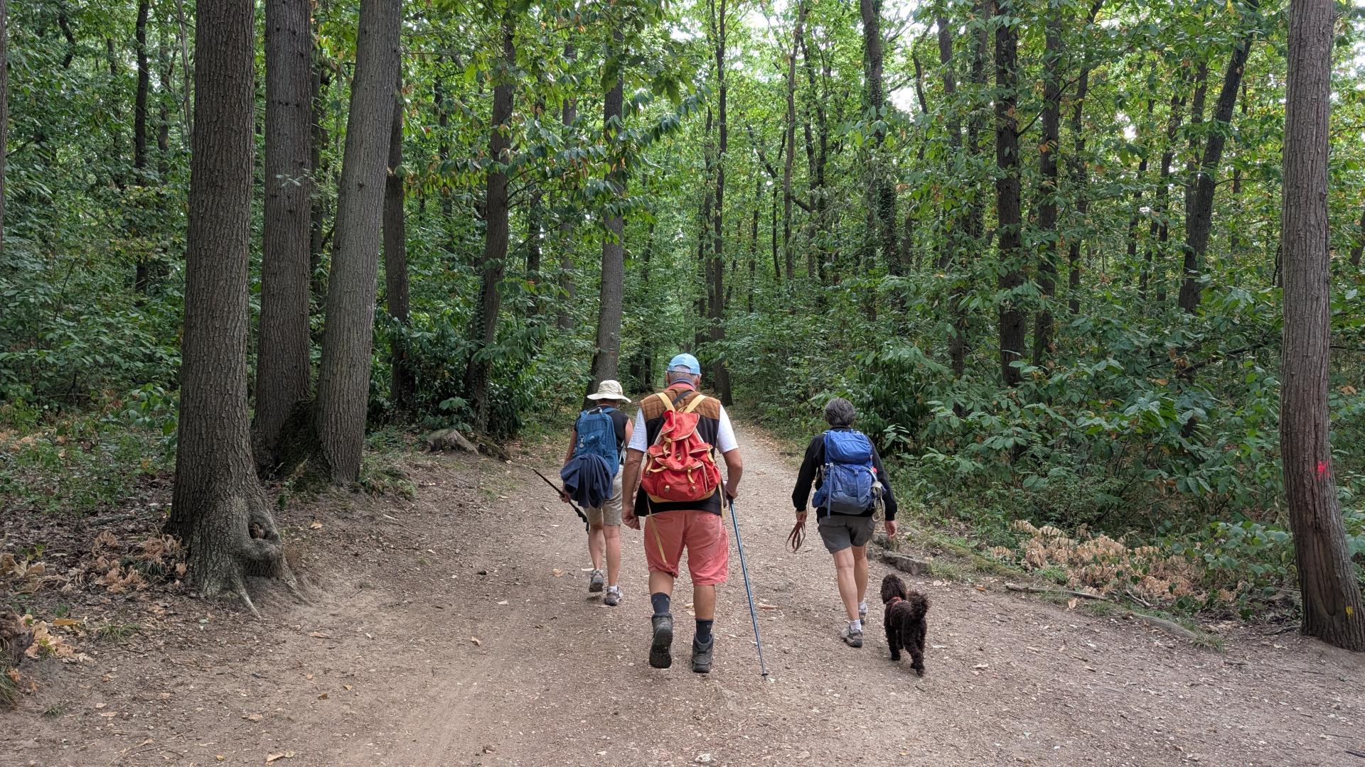 bois de l'Hacquinière