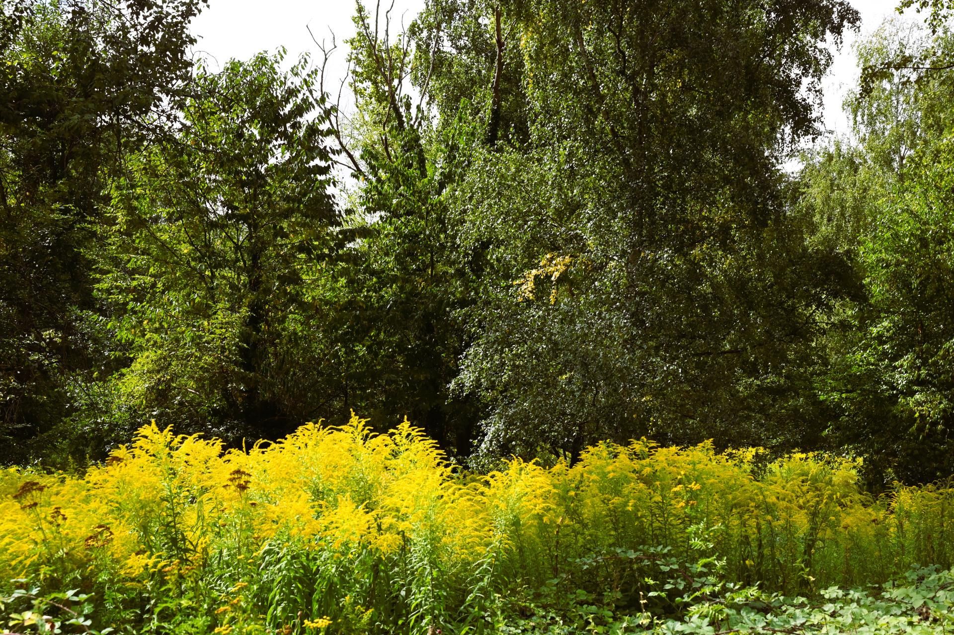 Dsc 4517