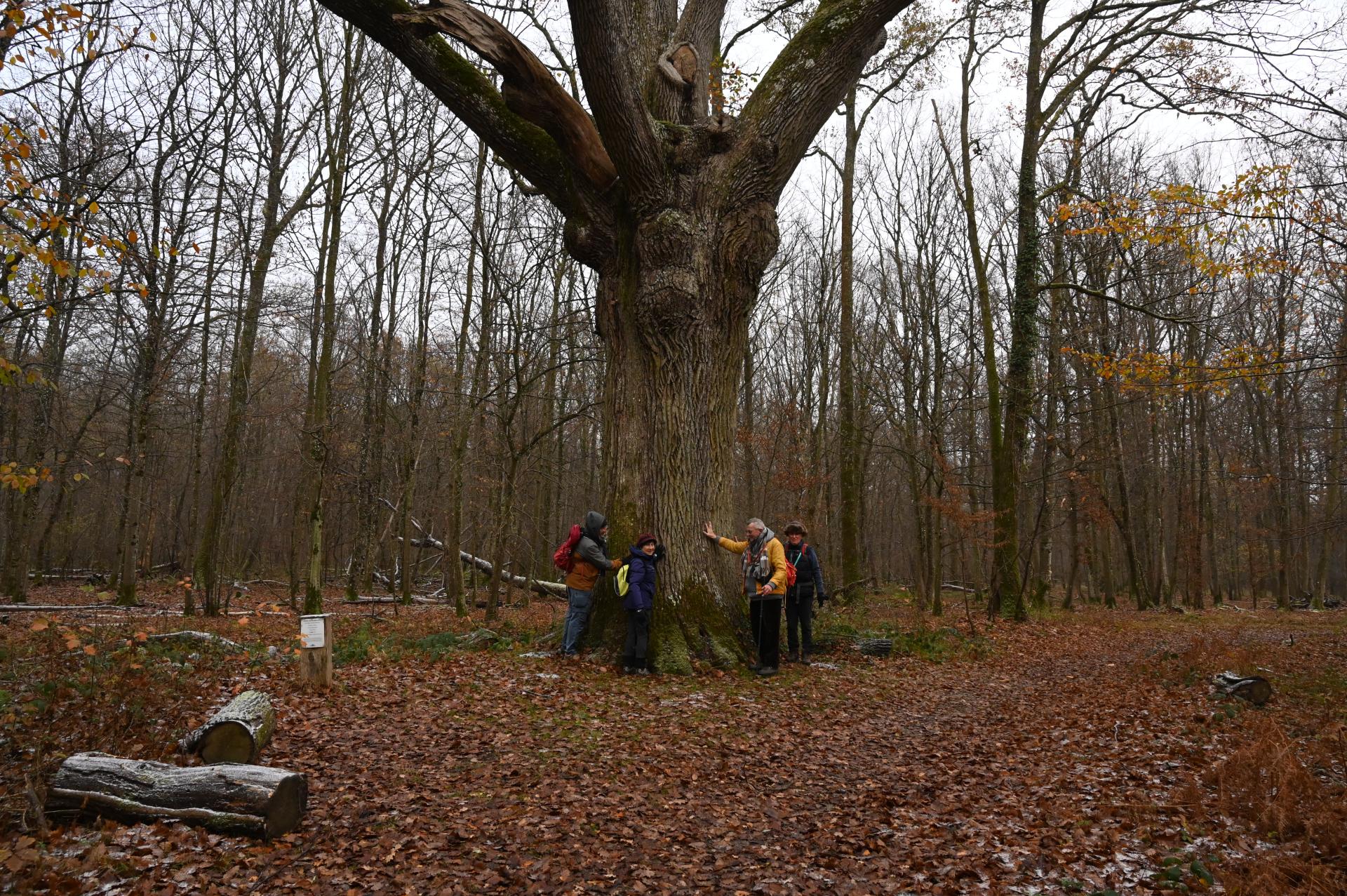 chêne de la tête d'alouette