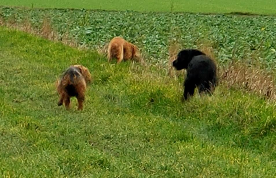 Labrador