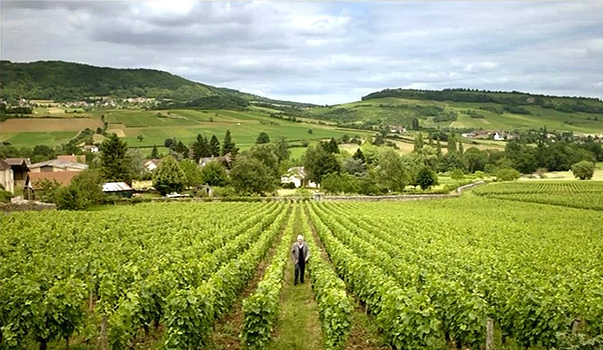 Sang vigne bourgogne vallee vaux