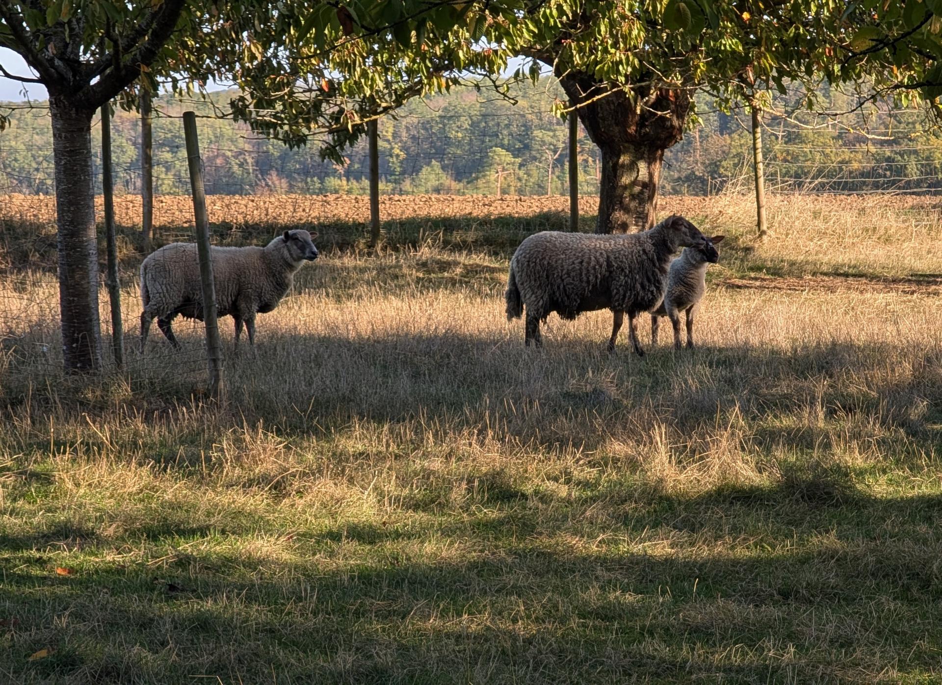 moutons