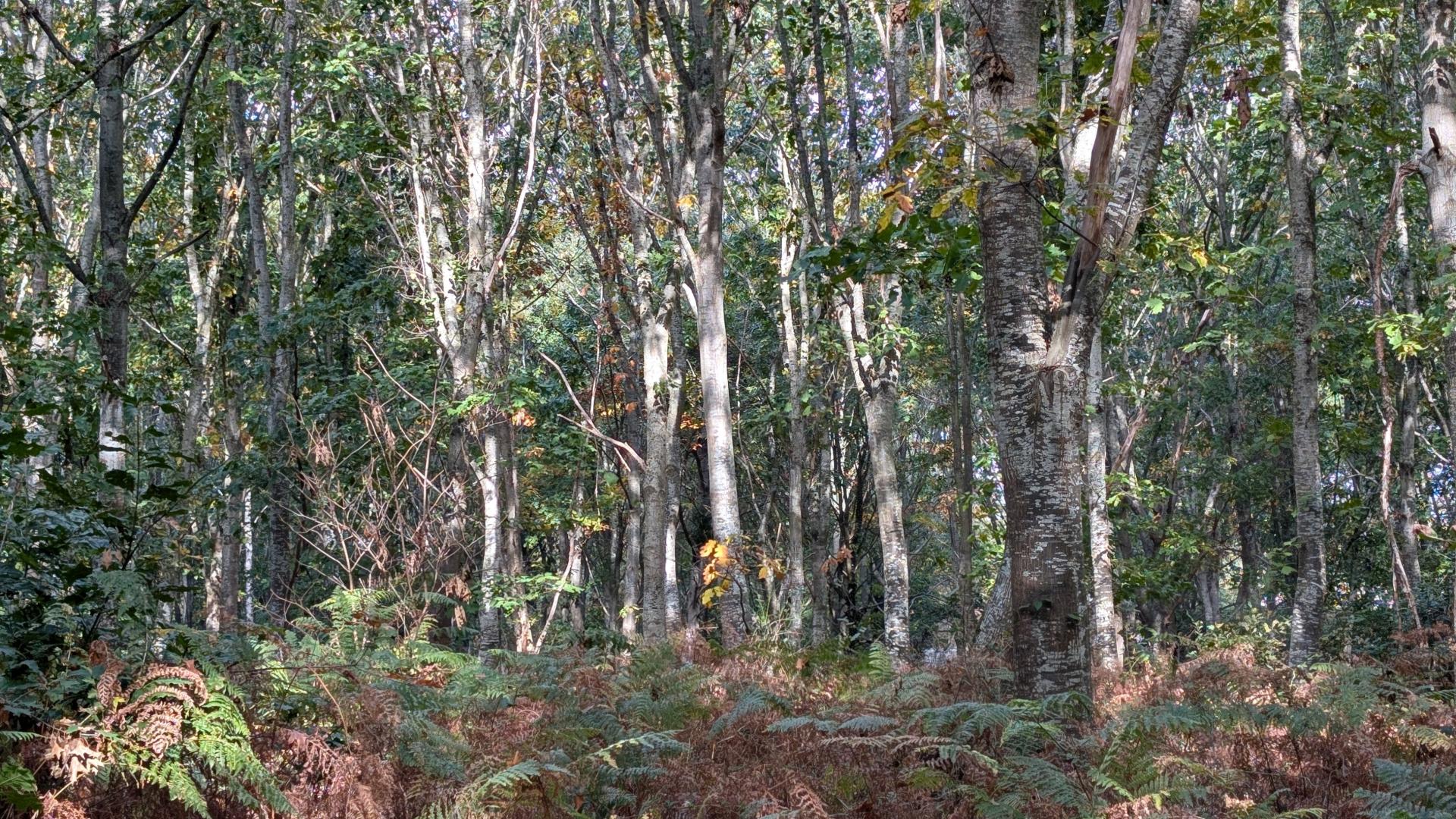 Bois de Prunay