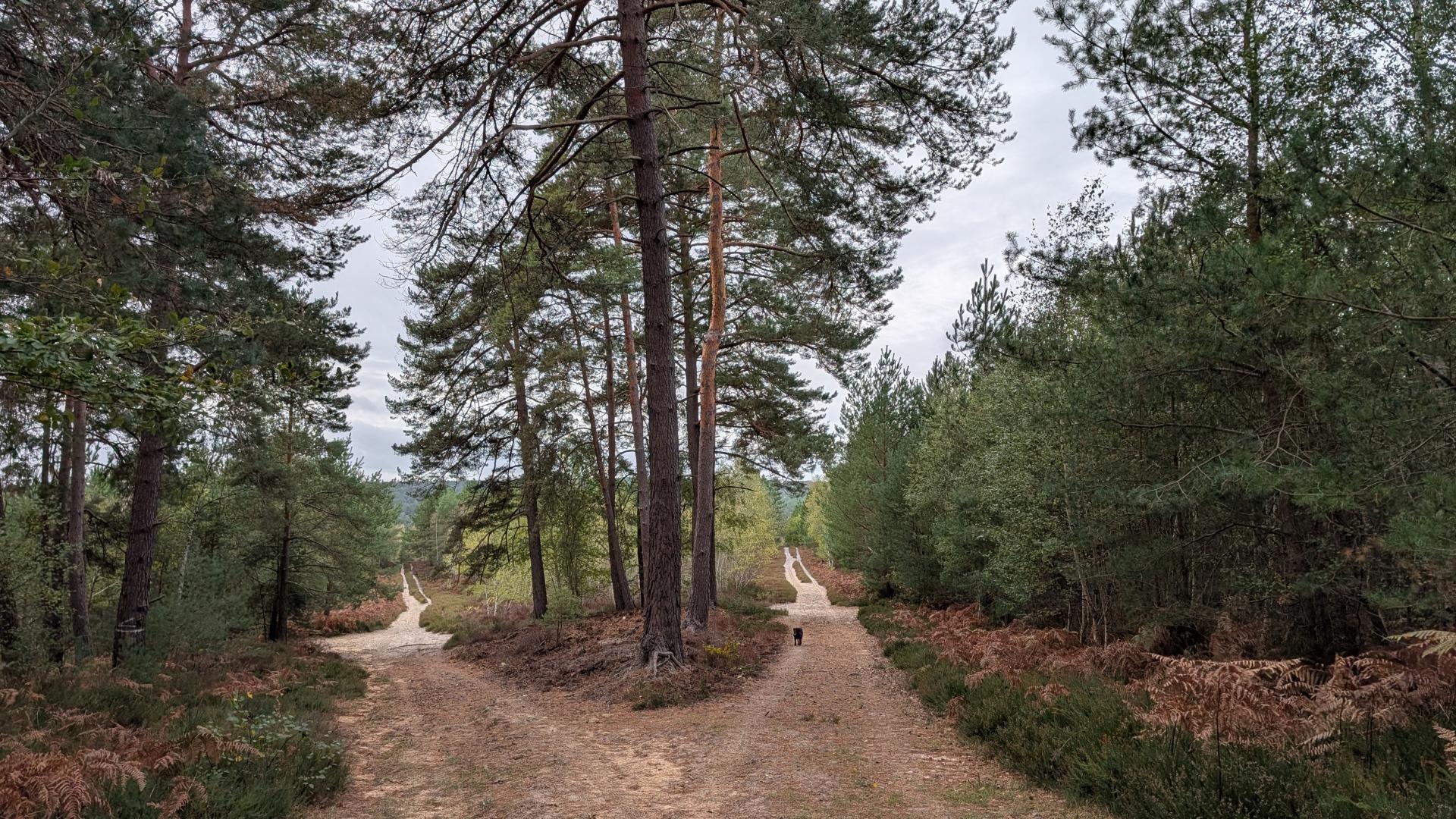 forêt de Rambouillet