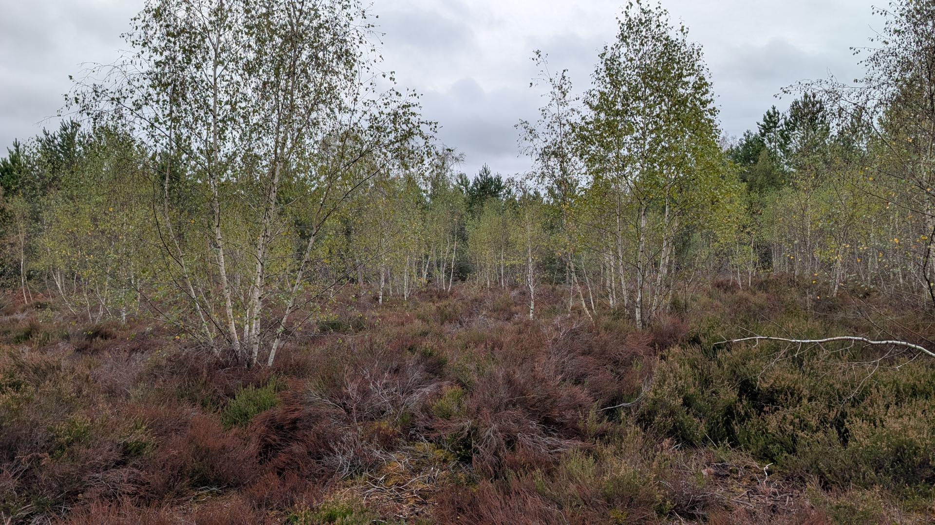 forêt de Rambouillet