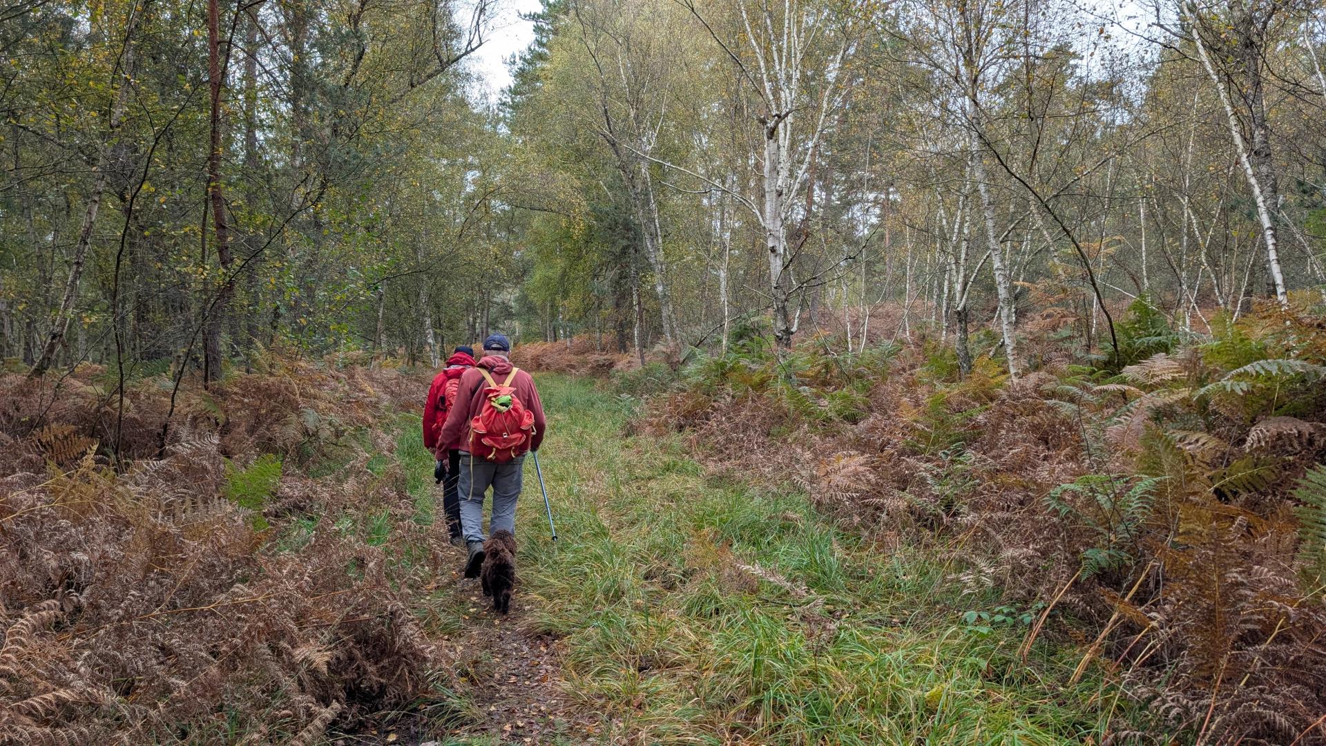 forêt de Rambouillet