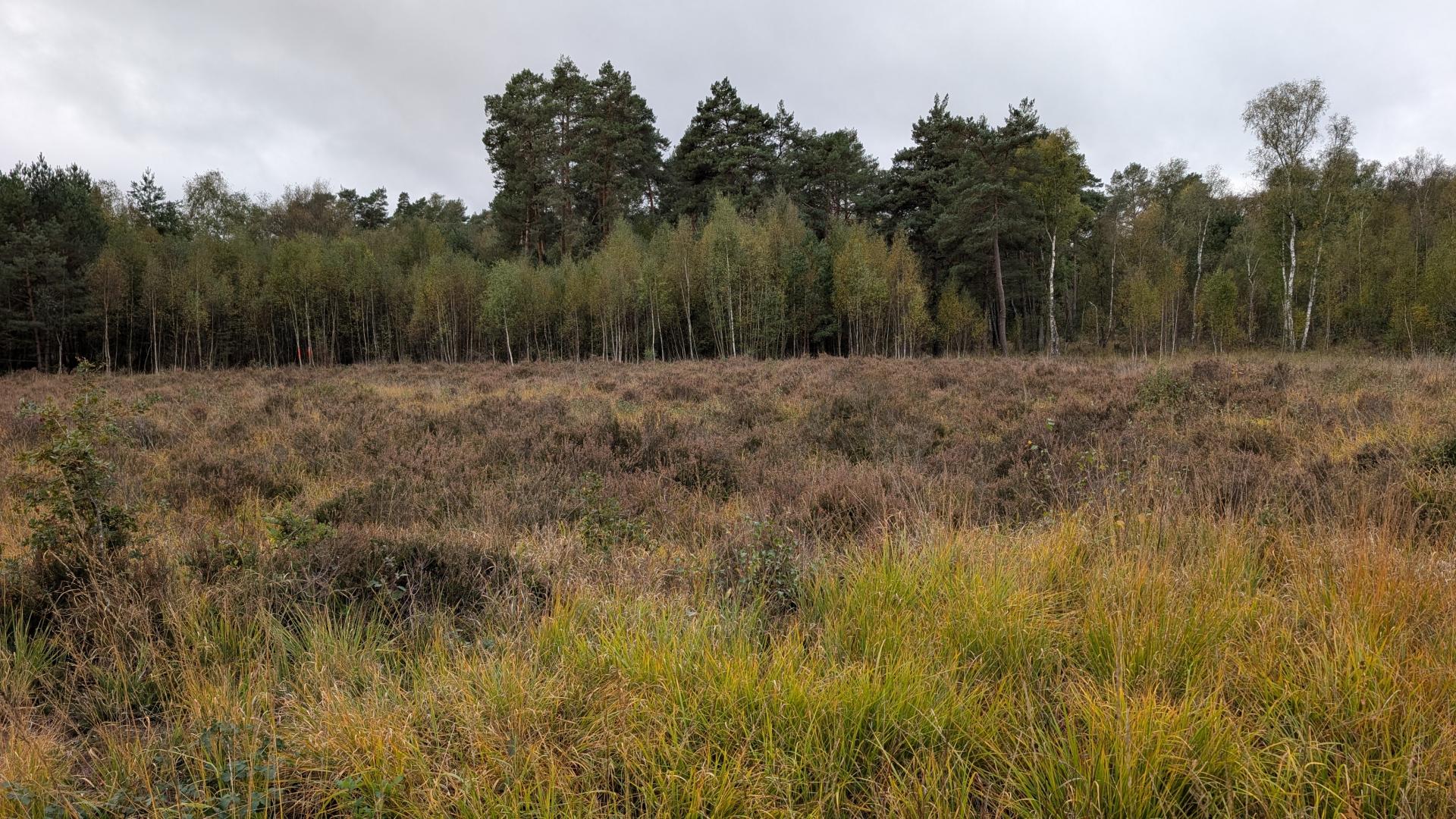 forêt de Rambouillet