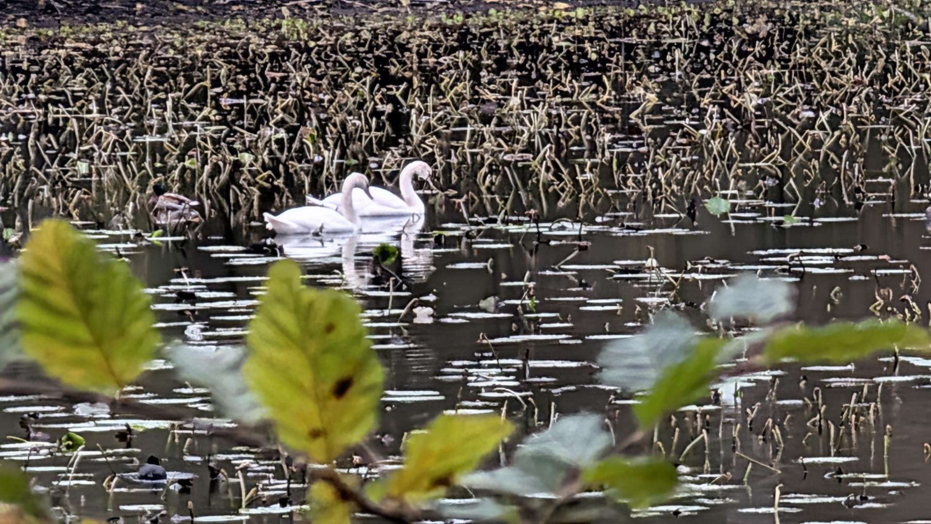 forêt de Rambouillet - étang neuf