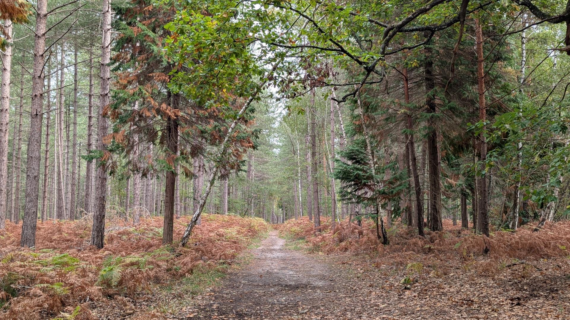 forêt de Rambouillet